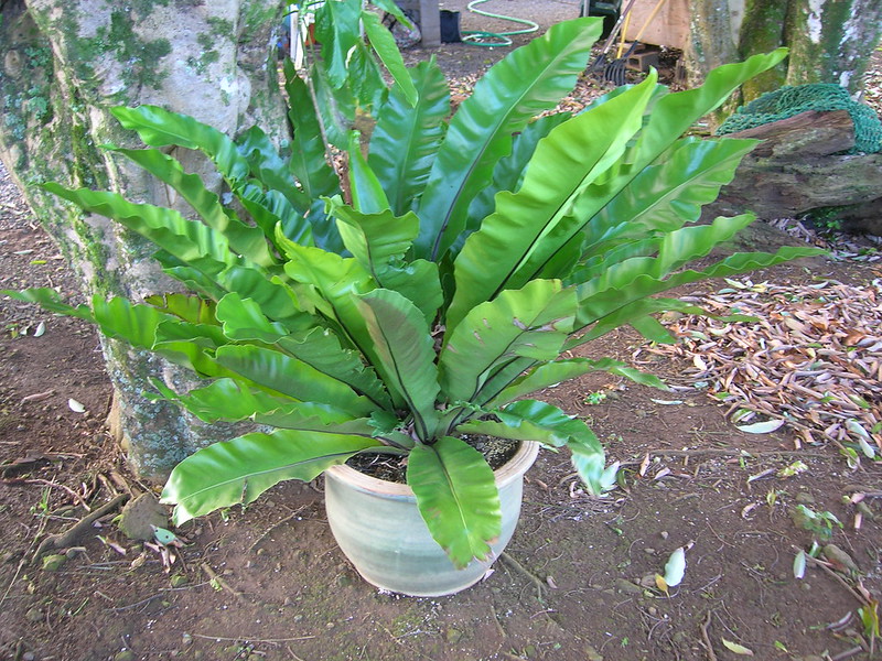 rang o phung