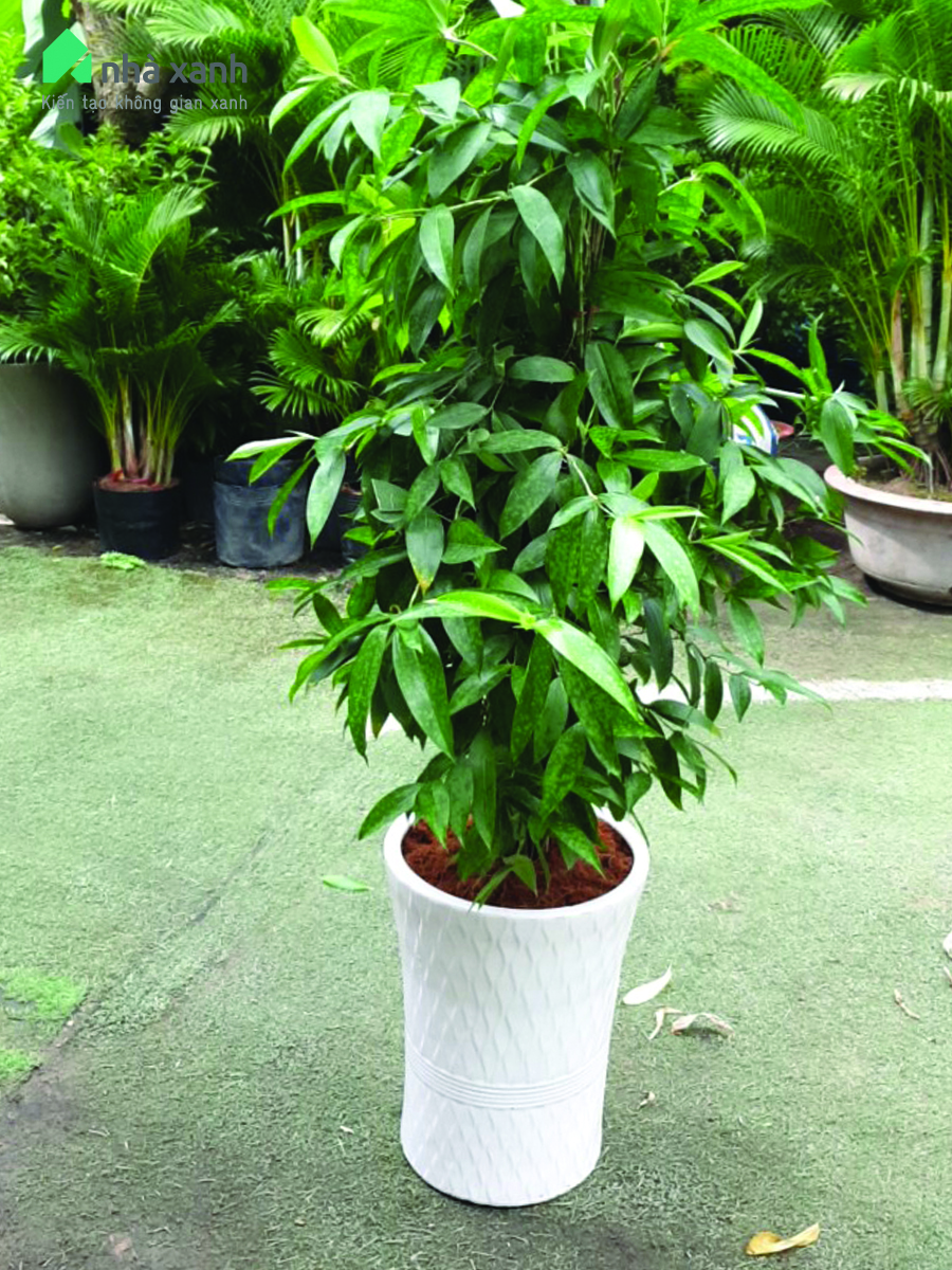 Cây trúc nhật