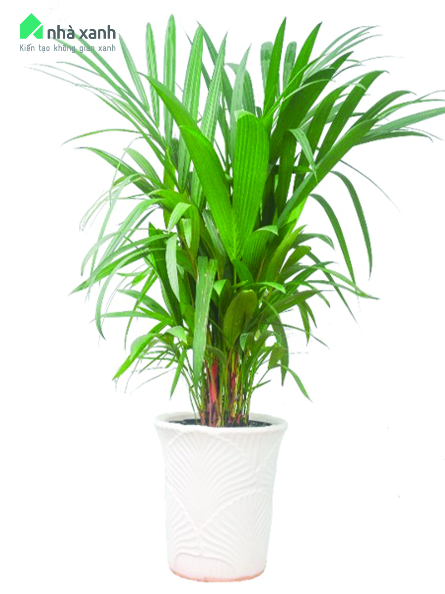 Cây cau bẹ đỏ
