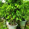 Cây trúc nhật