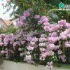 day anh hong