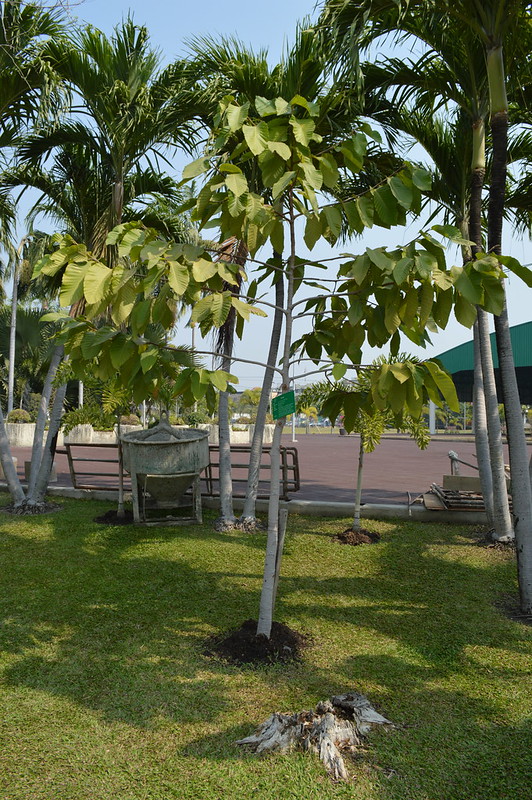 Cây Cảnh Nhà Xanh