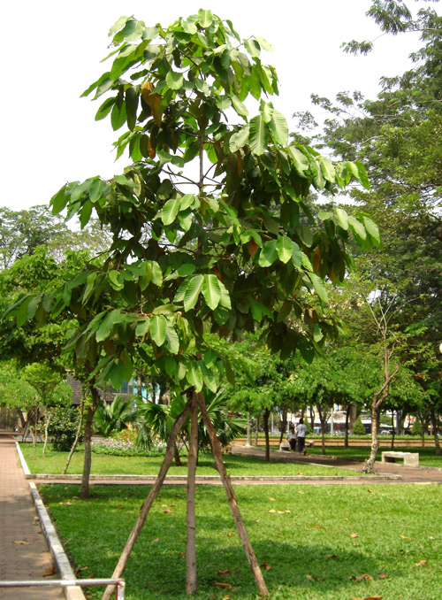 Cây Cảnh Nhà Xanh