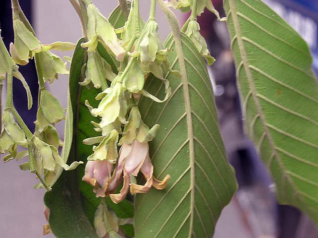 Cây Cảnh Nhà Xanh