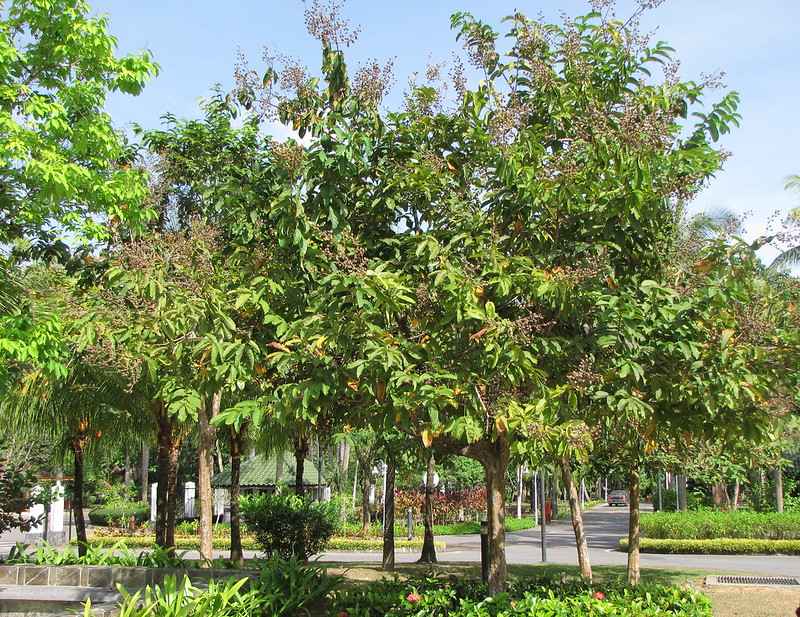 Cây Cảnh Nhà Xanh