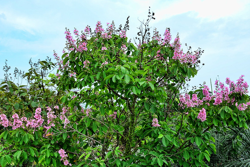 Cây Cảnh Nhà Xanh