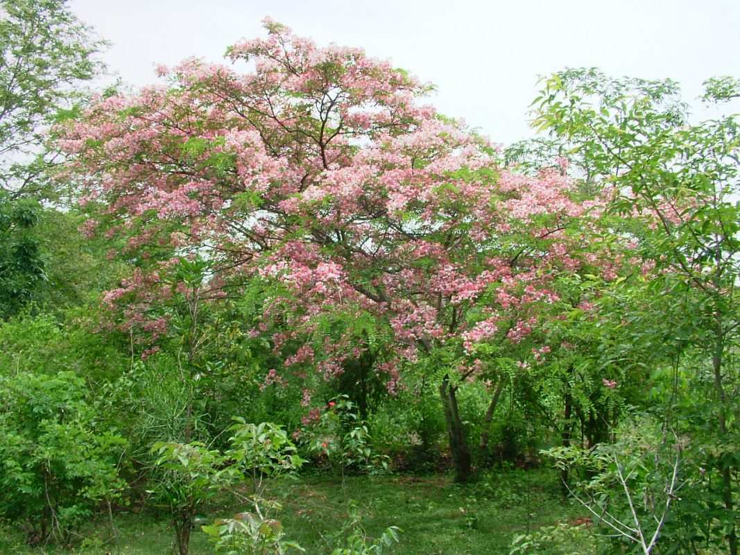 Cây Cảnh Nhà Xanh