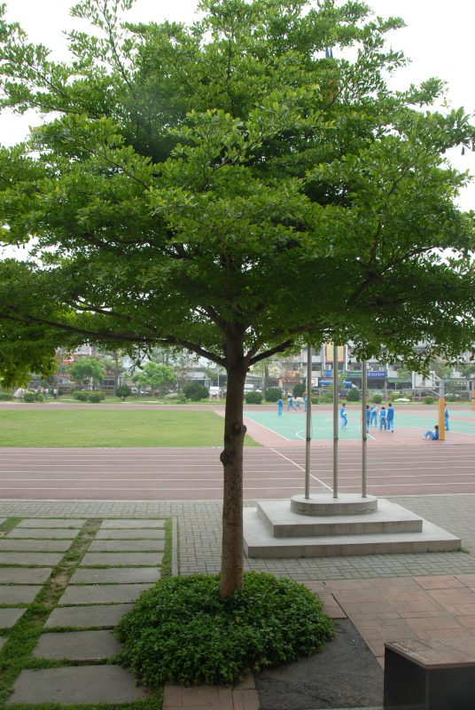 Cây Cảnh Nhà Xanh