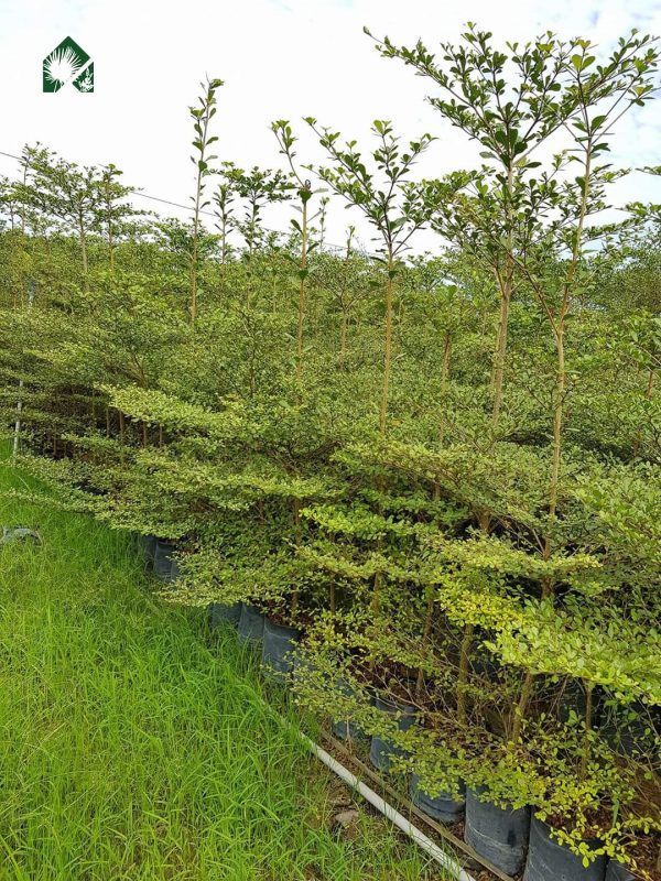 Cây Cảnh Nhà Xanh