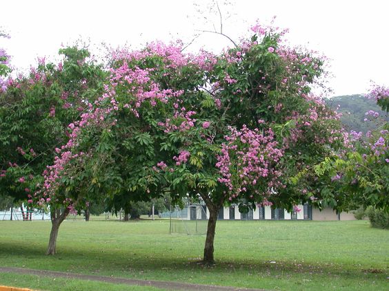 Cây Cảnh Nhà Xanh