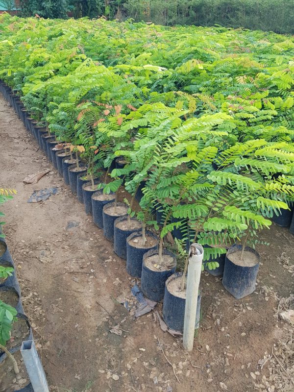 Cây Cảnh Nhà Xanh