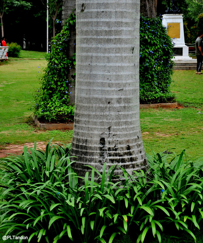Cây Cảnh Nhà Xanh