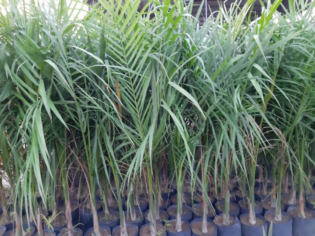 Cây Cảnh Nhà Xanh