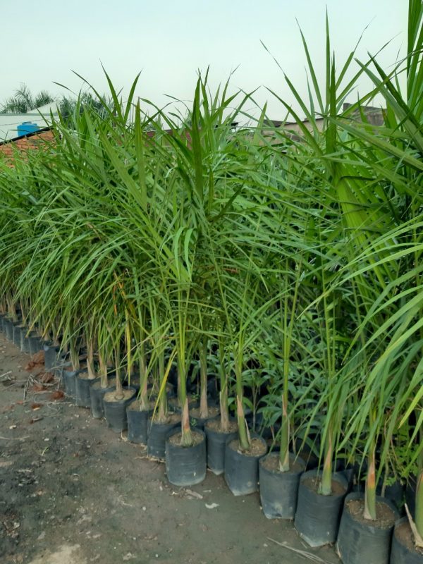Cây Cảnh Nhà Xanh