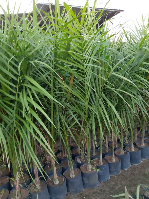 Cây Cảnh Nhà Xanh
