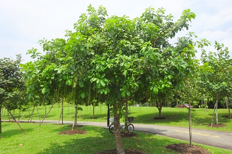 Cây Cảnh Nhà Xanh