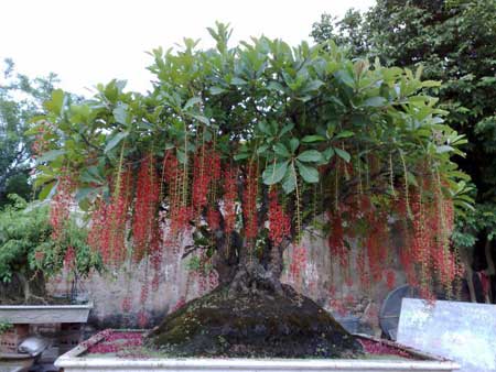 Cây Cảnh Nhà Xanh