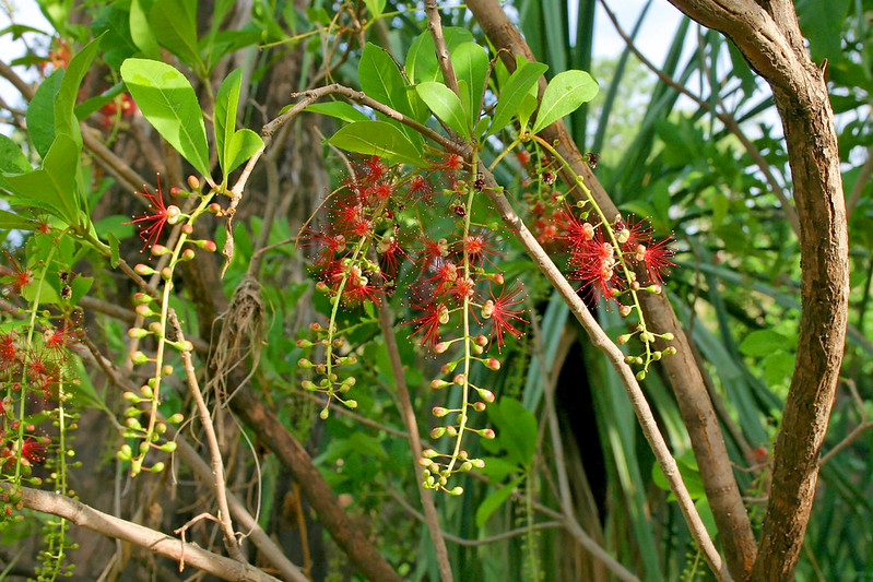 Cây Cảnh Nhà Xanh
