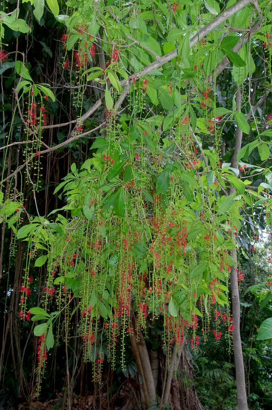 Cây Cảnh Nhà Xanh