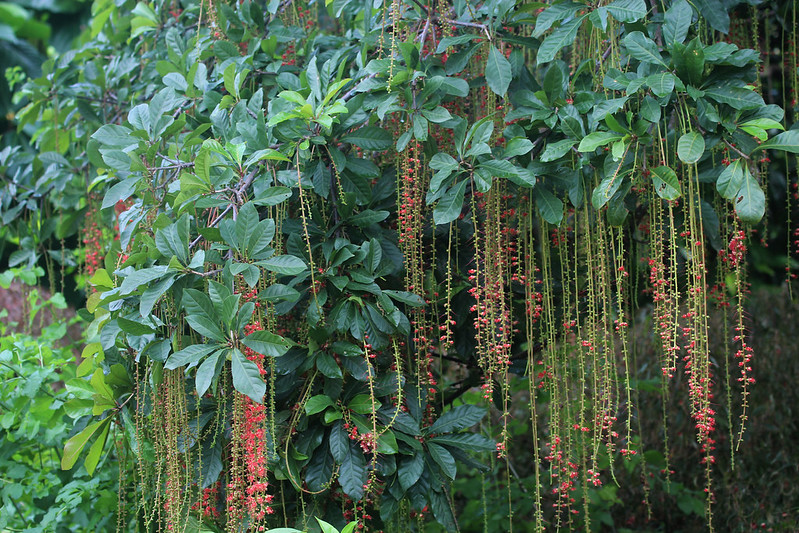 Cây Cảnh Nhà Xanh