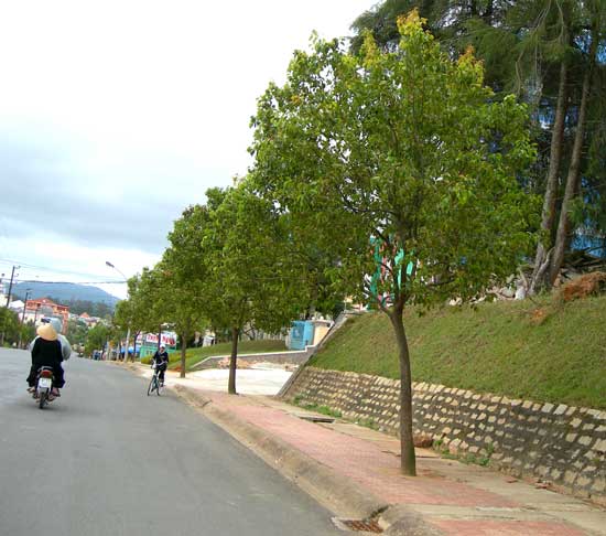 Cây Cảnh Nhà Xanh