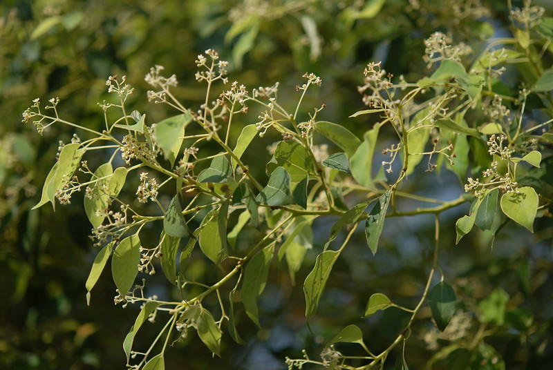 Cây Cảnh Nhà Xanh