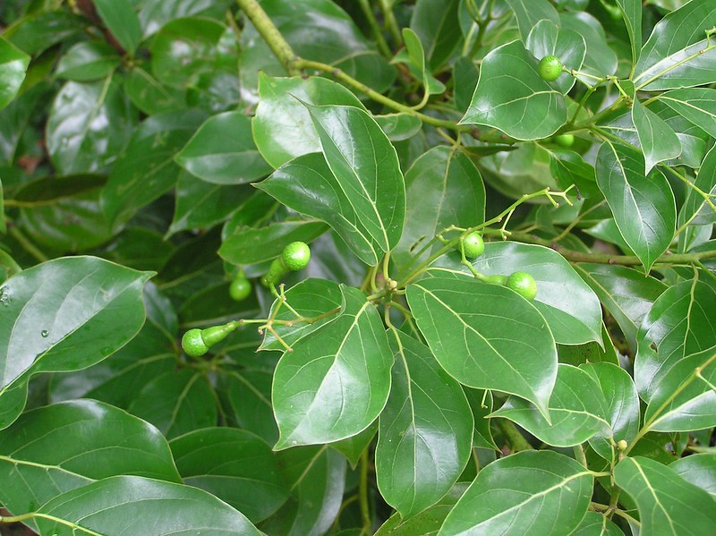 Cây Cảnh Nhà Xanh