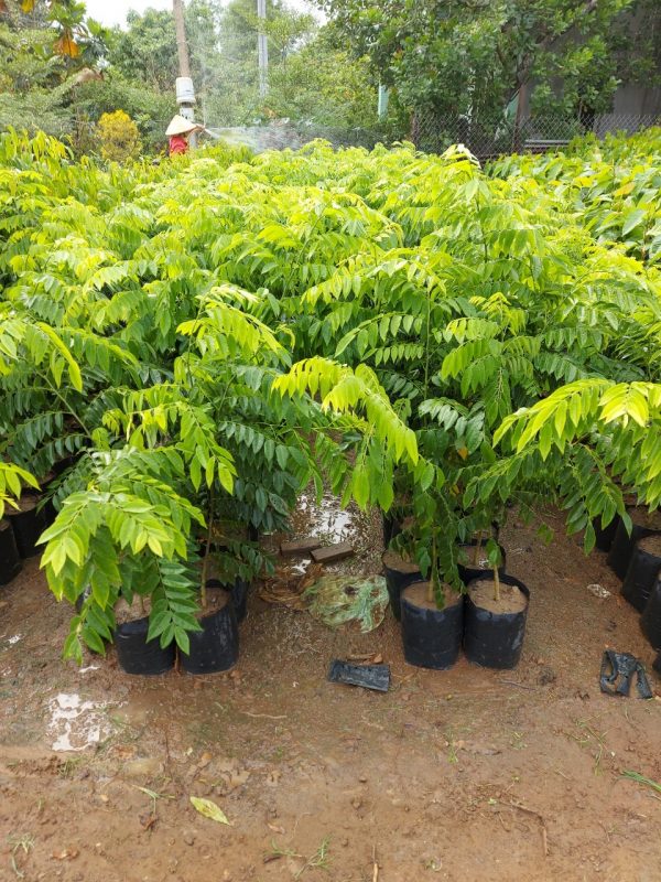 Cây Cảnh Nhà Xanh