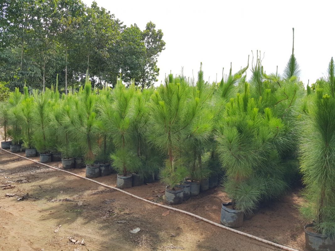 Cây Cảnh Nhà Xanh