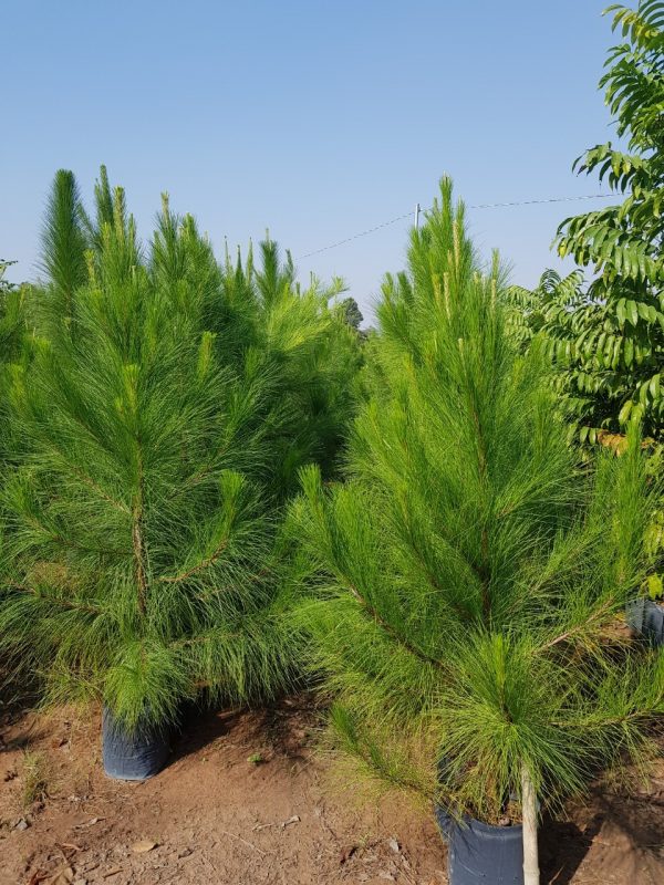 Cây Cảnh Nhà Xanh