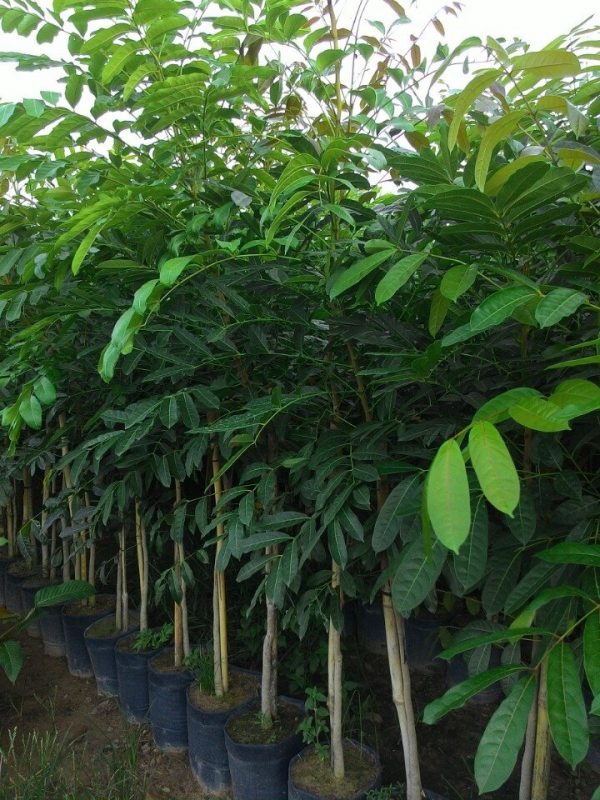 Cây Cảnh Nhà Xanh