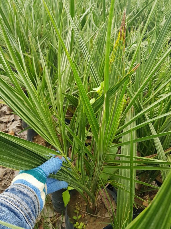 Cây Cảnh Nhà Xanh