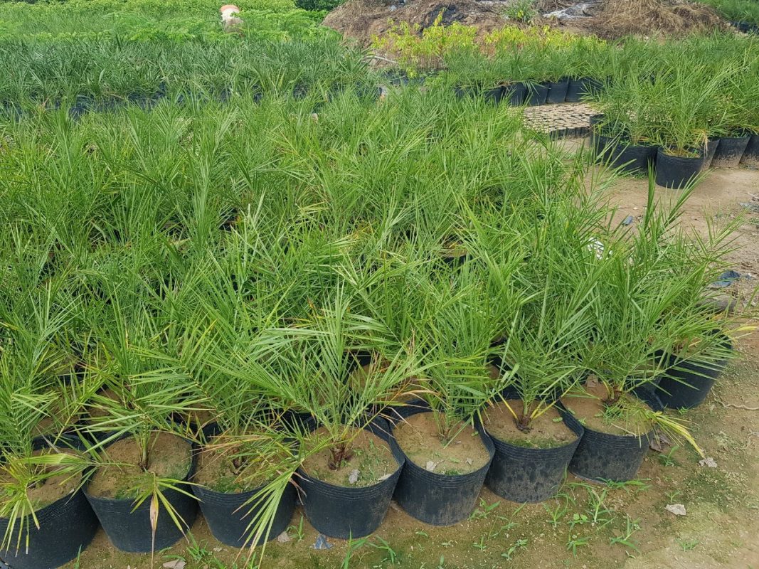 Cây Cảnh Nhà Xanh