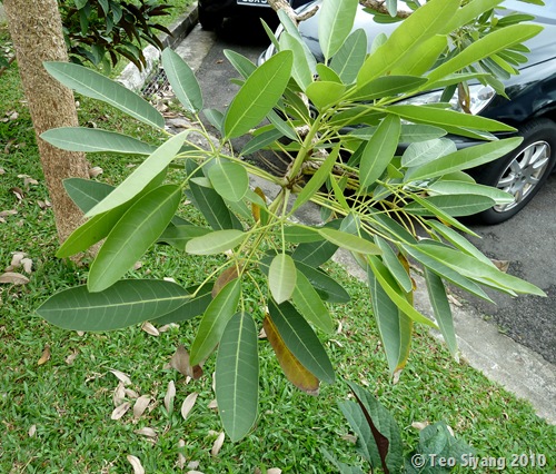 Cây Cảnh Nhà Xanh