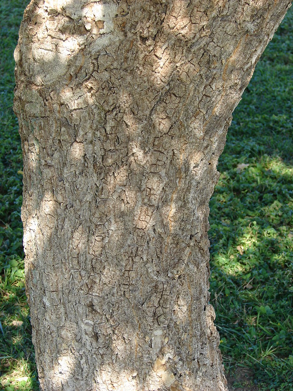 Cây Cảnh Nhà Xanh