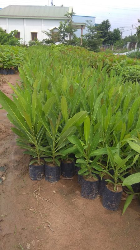 Cây Cảnh Nhà Xanh