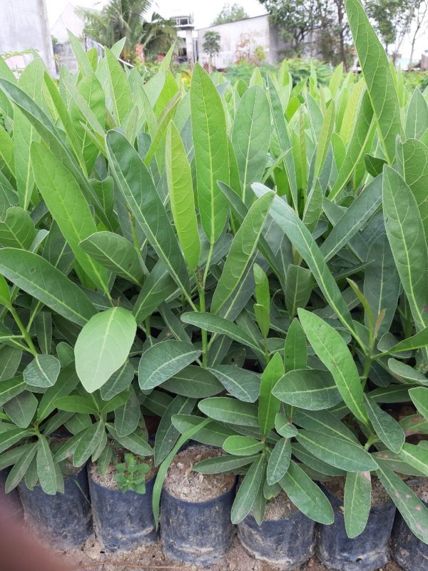 Cây Cảnh Nhà Xanh