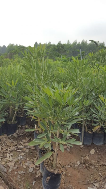 Cây Cảnh Nhà Xanh