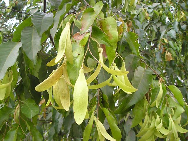Cây Cảnh Nhà Xanh