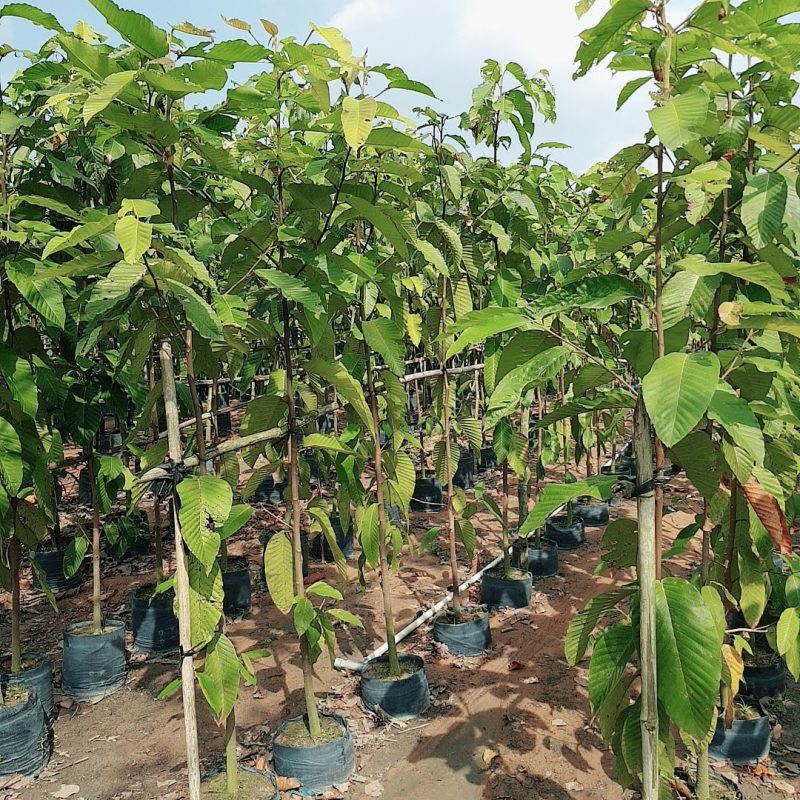 Cây Cảnh Nhà Xanh