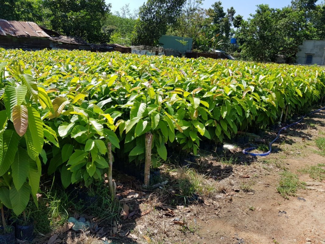 Cây Cảnh Nhà Xanh