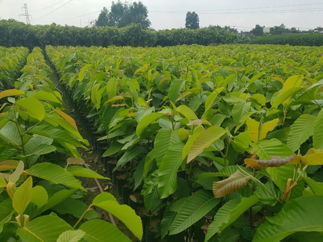 Cây Cảnh Nhà Xanh