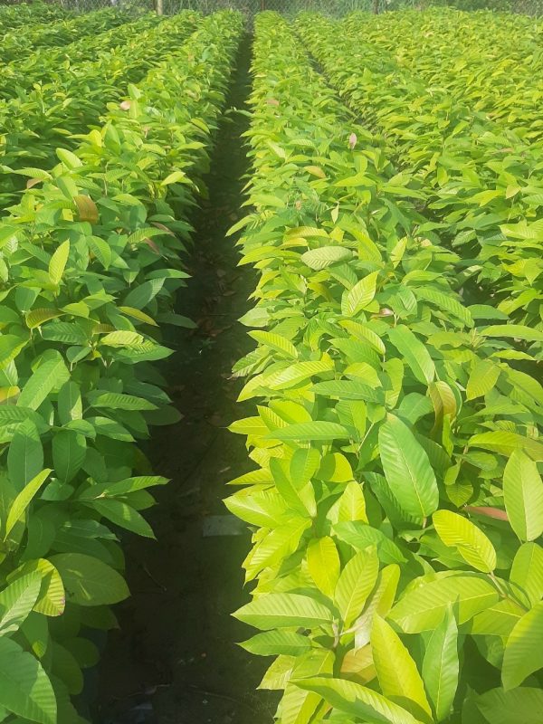 Cây Cảnh Nhà Xanh