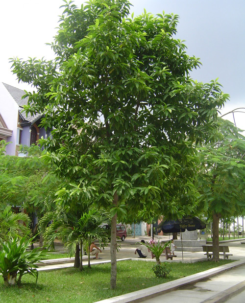 Cây Cảnh Nhà Xanh