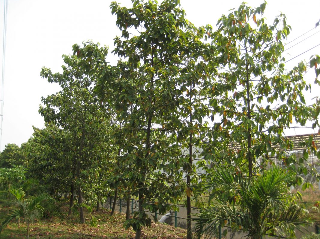 Cây Cảnh Nhà Xanh