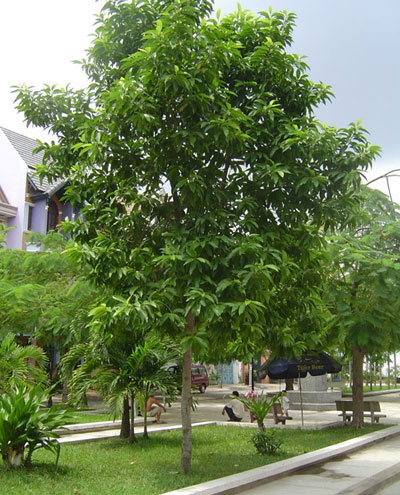 Cây Cảnh Nhà Xanh