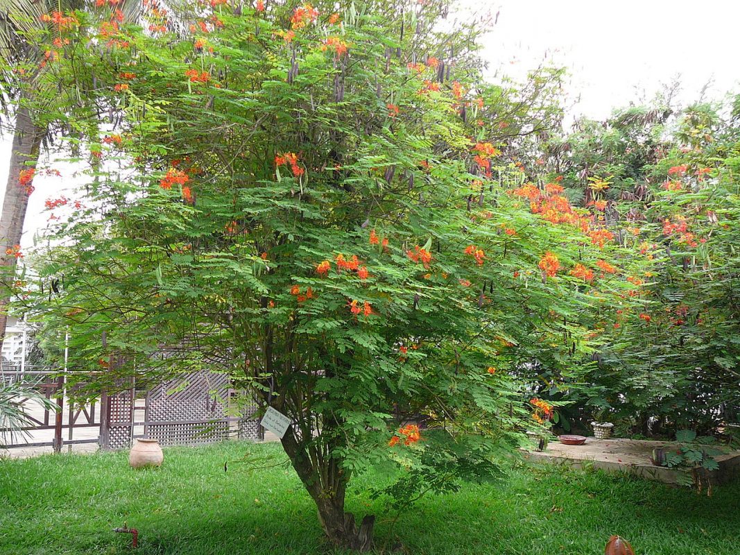 Cây Cảnh Nhà Xanh