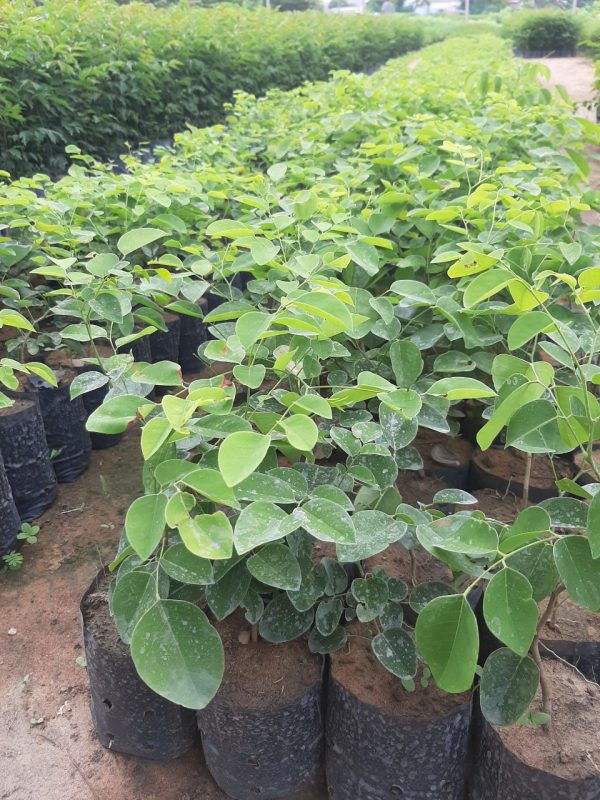 Cây Cảnh Nhà Xanh