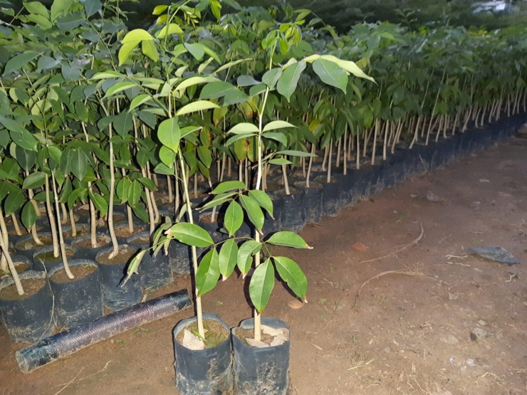 Cây Cảnh Nhà Xanh