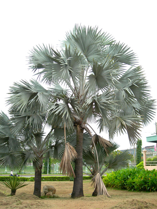 Cây Cảnh Nhà Xanh